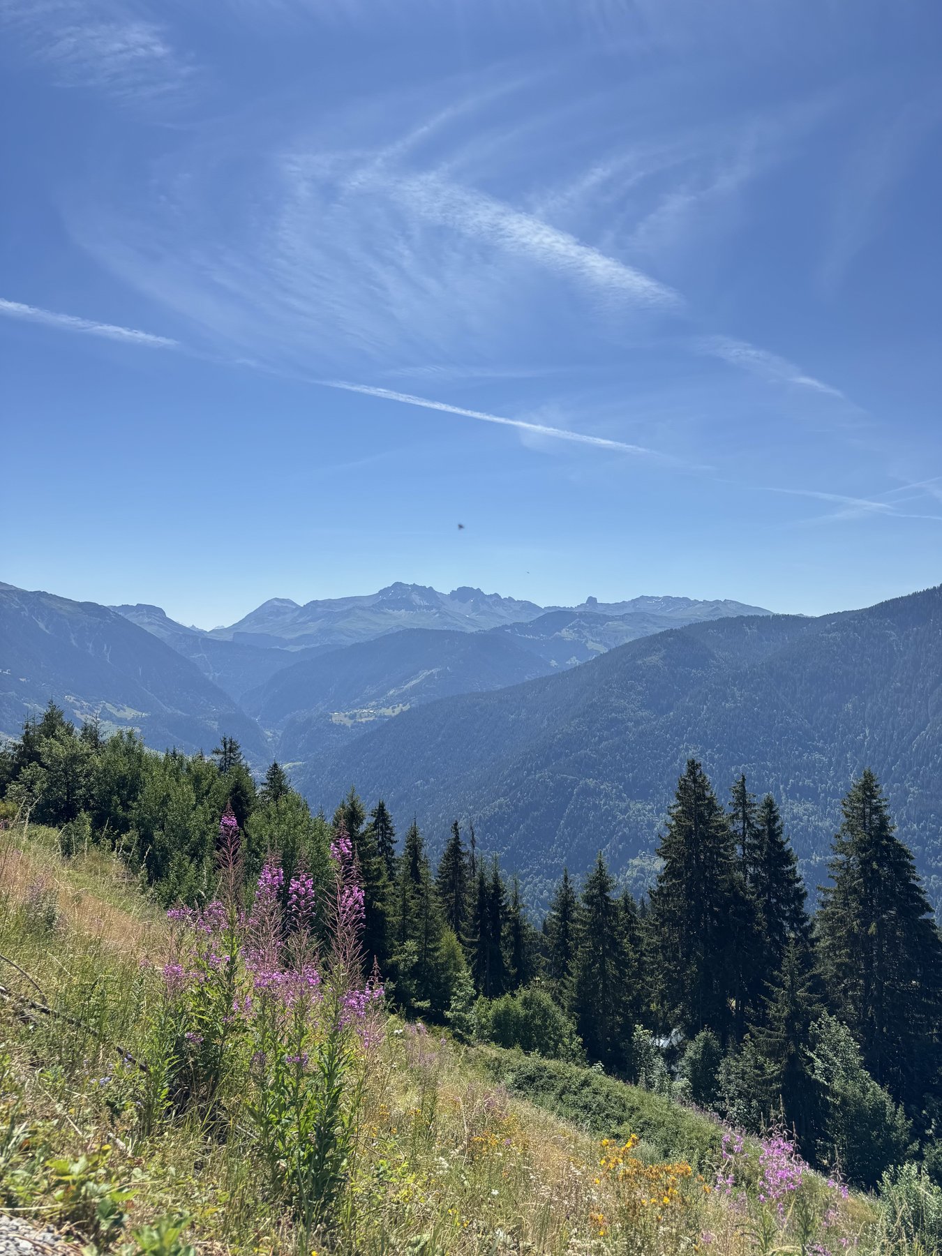 Paysage d'été : prairie fleurie et sommets du Beaufortain